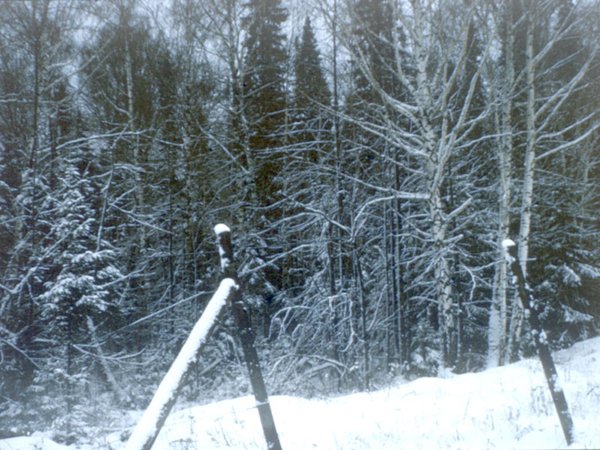 Dem Geh&ouml;lz sieht man die K&auml;lte an - mehr als 40 Nasse...brrr
